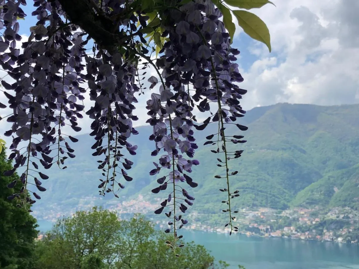 B&B Villa Le Ortensie Faggeto Lario